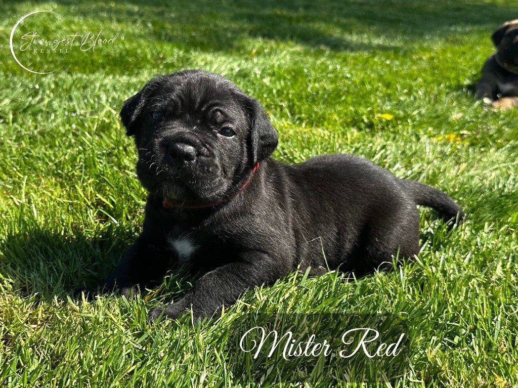 Strongest Blood - Chiots disponibles - Cane Corso