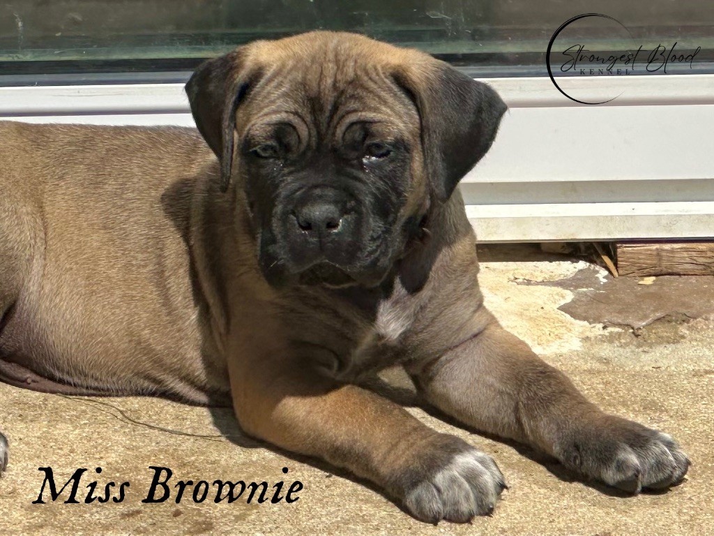 Strongest Blood - Chiots disponibles - Cane Corso