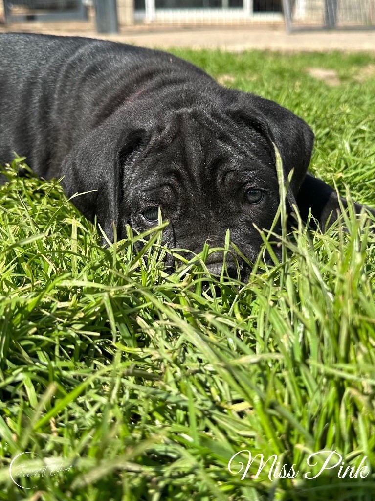 Strongest Blood - Chiots disponibles - Cane Corso