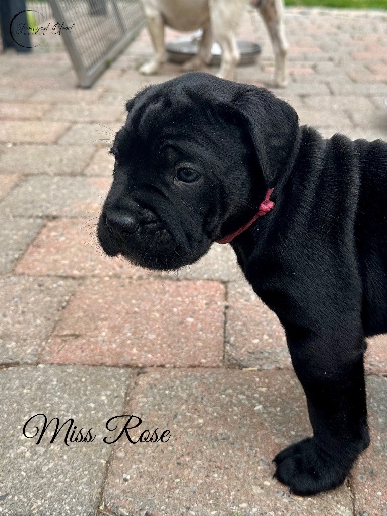 Strongest Blood - Chiots disponibles - Cane Corso