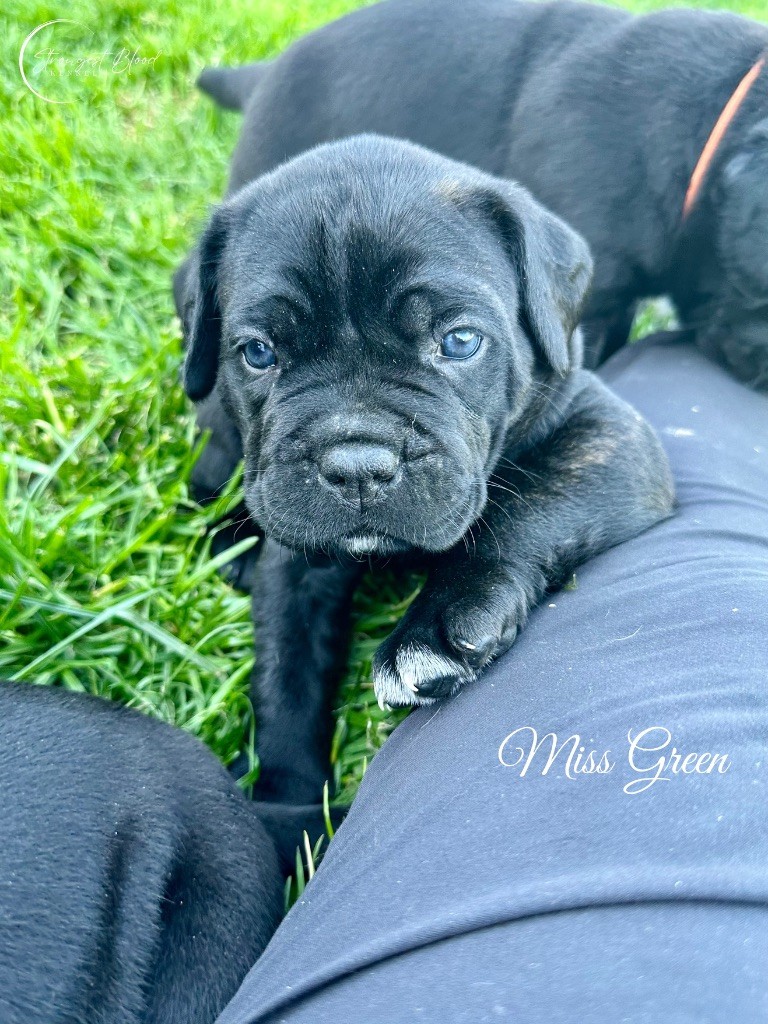 Strongest Blood - Chiots disponibles - Cane Corso