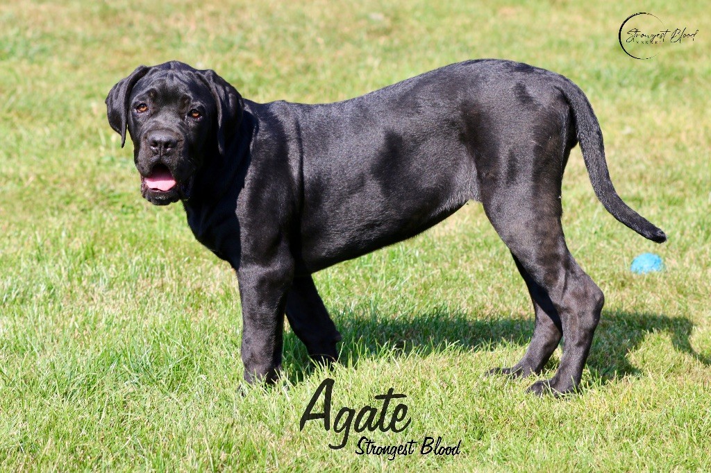 Strongest Blood - Chiots disponibles - Cane Corso