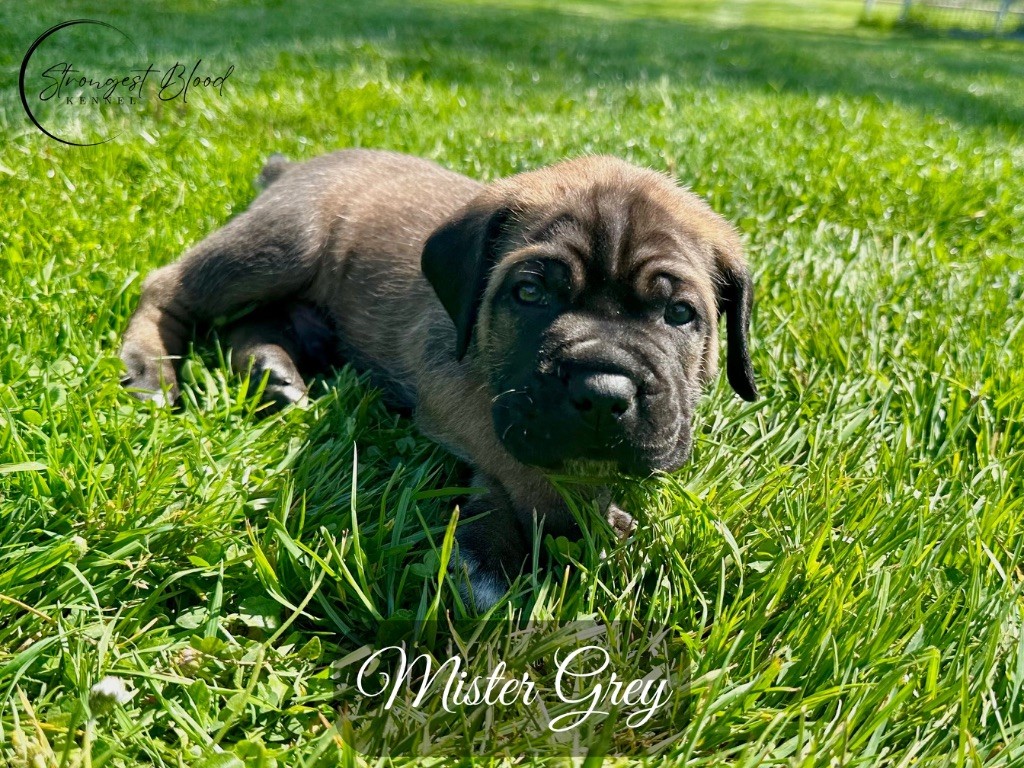 Strongest Blood - Chiots disponibles - Cane Corso