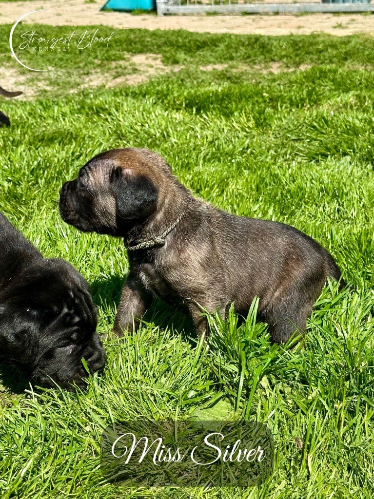 Strongest Blood - Chiots disponibles - Cane Corso