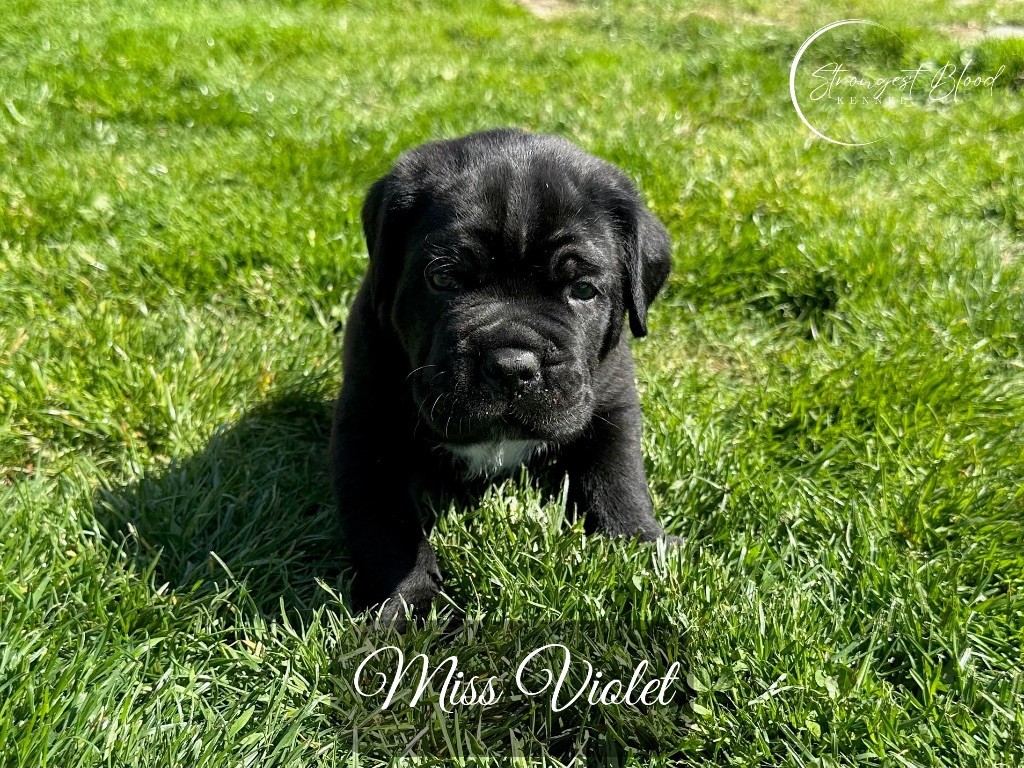 Strongest Blood - Chiots disponibles - Cane Corso