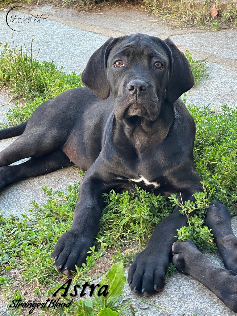 Strongest Blood - Chiots disponibles - Cane Corso