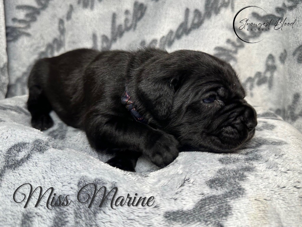 Strongest Blood - Chiots disponibles - Cane Corso