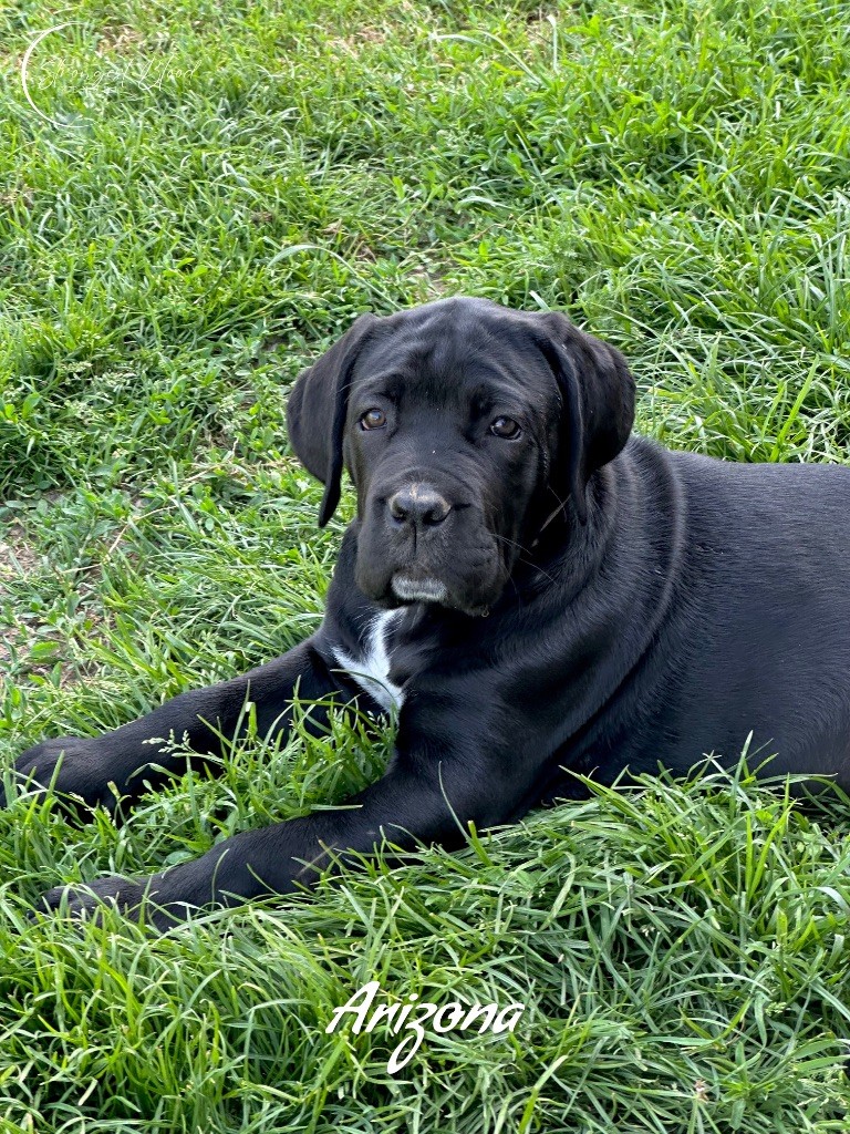 Strongest Blood - Chiots disponibles - Cane Corso