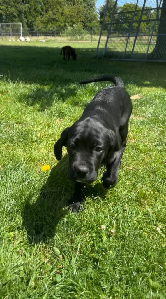 Strongest Blood - Chiots disponibles - Cane Corso