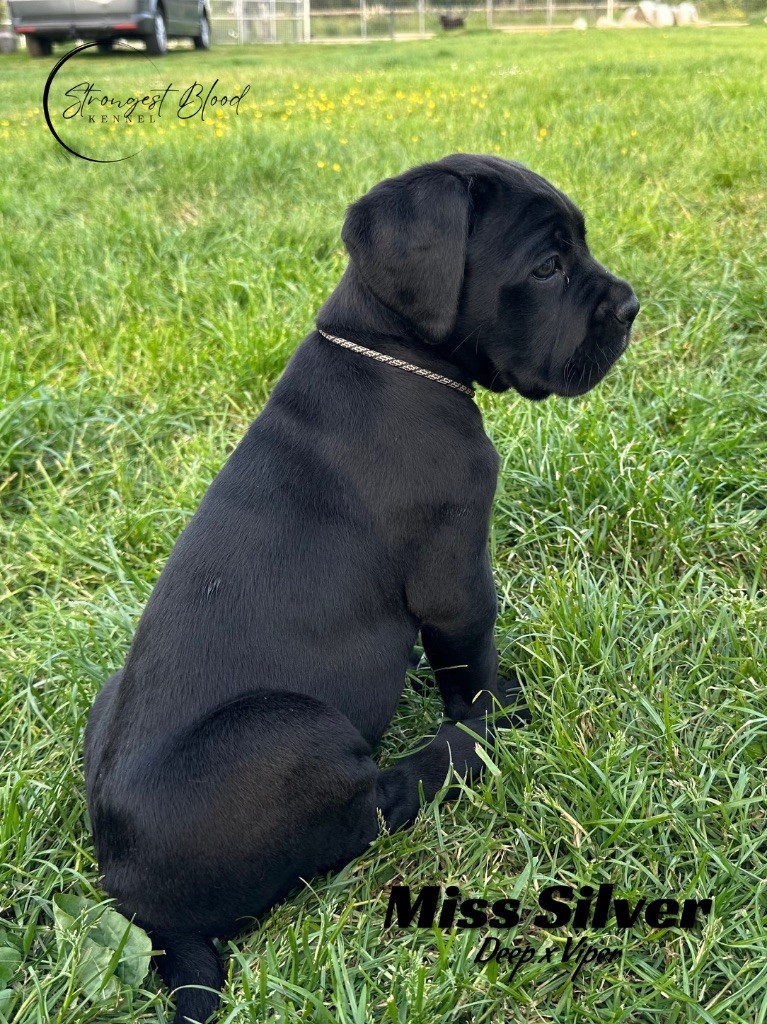 Strongest Blood - Chiots disponibles - Cane Corso
