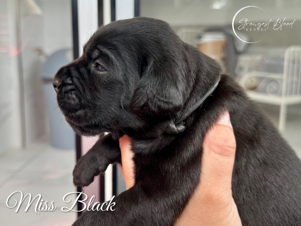 Strongest Blood - Chiots disponibles - Cane Corso