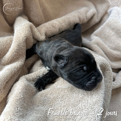 Femelle bringée