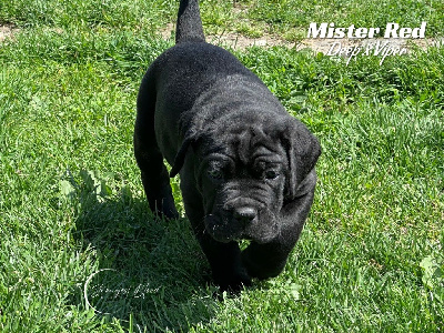 Mister Rouge