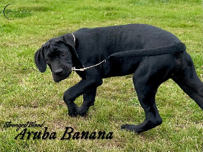 Aruba Banana (Miss Rose)