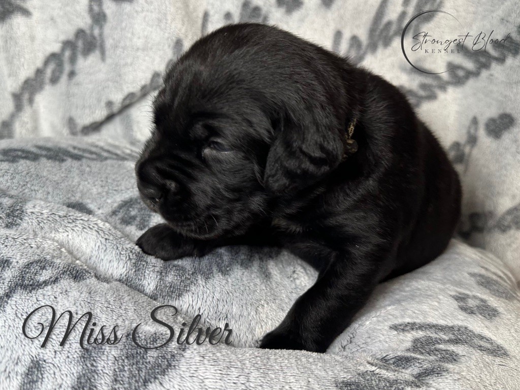 Strongest Blood - Chiots disponibles - Cane Corso