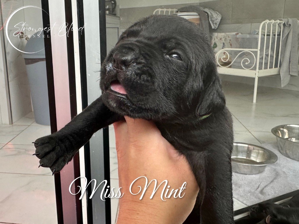 Strongest Blood - Chiots disponibles - Cane Corso