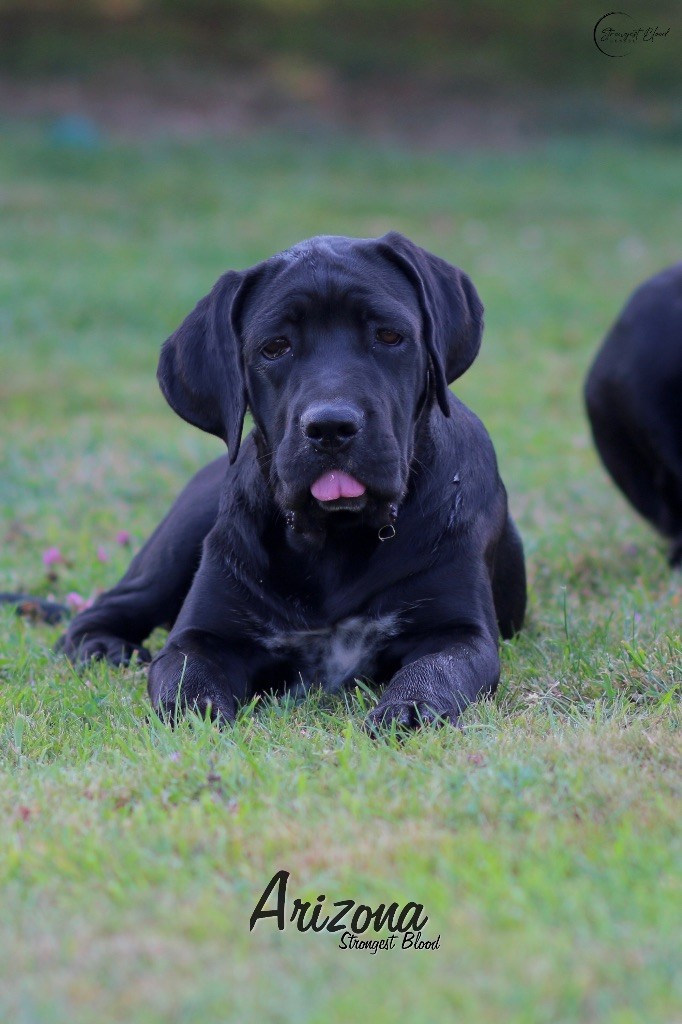 Strongest Blood - Chiots disponibles - Cane Corso