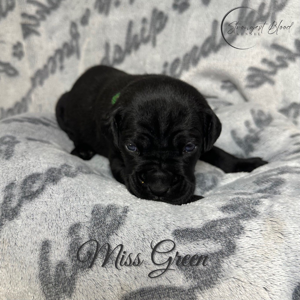 Strongest Blood - Chiots disponibles - Cane Corso