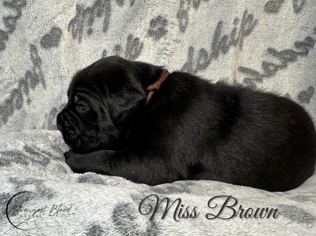 Strongest Blood - Chiots disponibles - Cane Corso