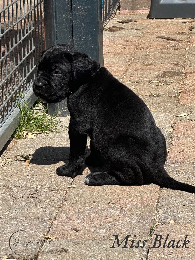 Strongest Blood - Chiots disponibles - Cane Corso