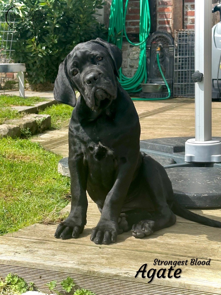 Strongest Blood - Chiots disponibles - Cane Corso