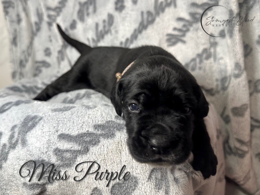 Strongest Blood - Chiots disponibles - Cane Corso