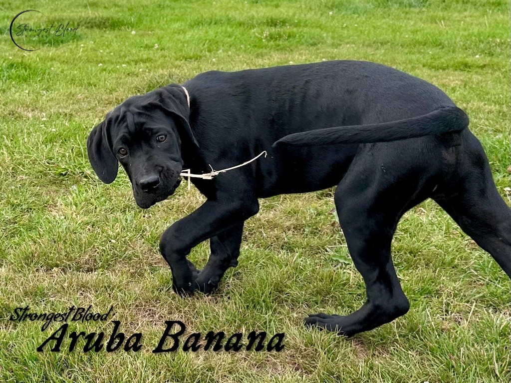 Strongest Blood - Chiots disponibles - Cane Corso