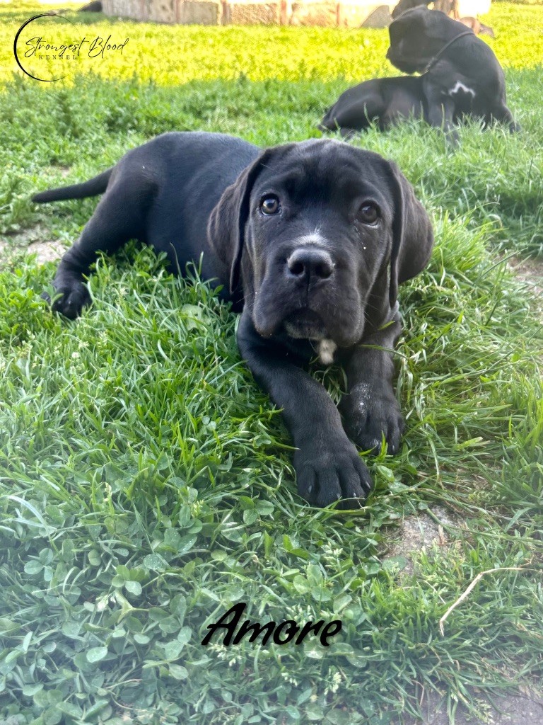 Strongest Blood - Chiots disponibles - Cane Corso