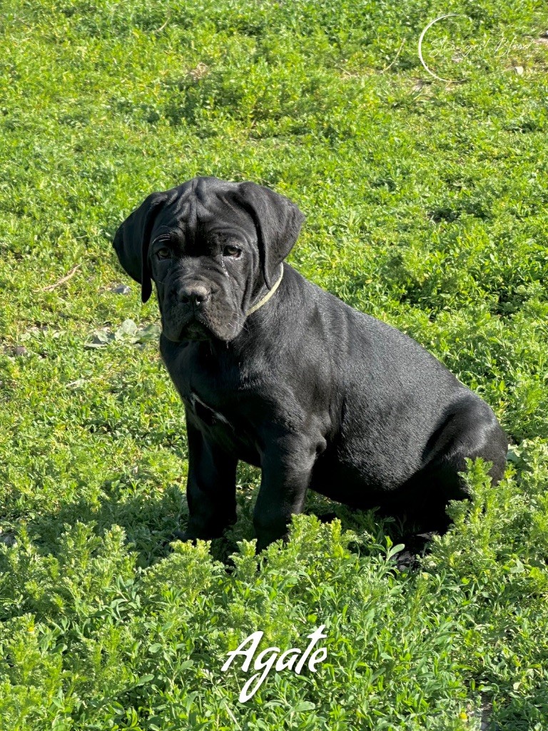 Strongest Blood - Chiots disponibles - Cane Corso