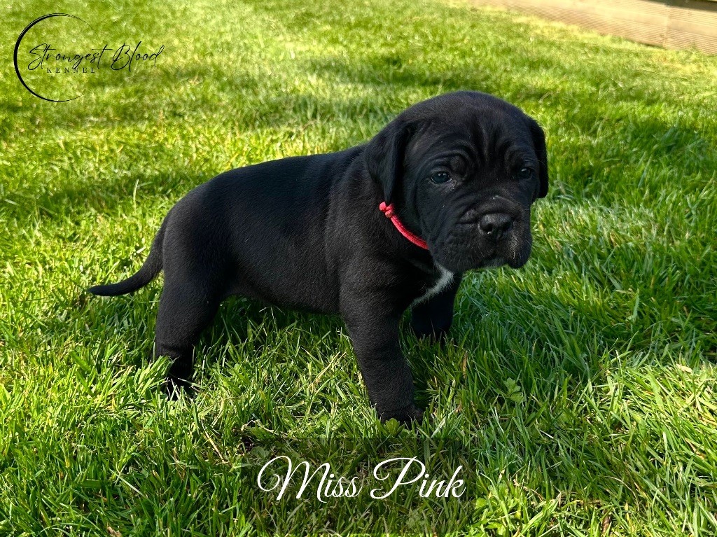 Strongest Blood - Chiots disponibles - Cane Corso