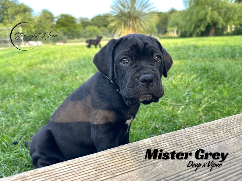Strongest Blood - Chiots disponibles - Cane Corso
