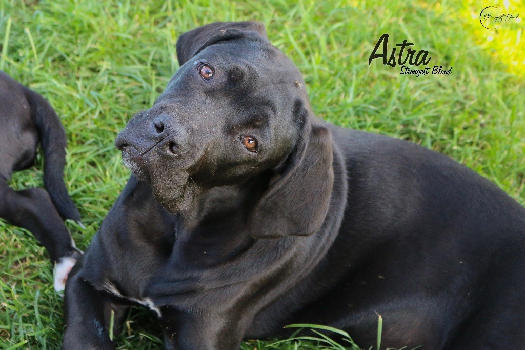 Strongest Blood - Chiots disponibles - Cane Corso