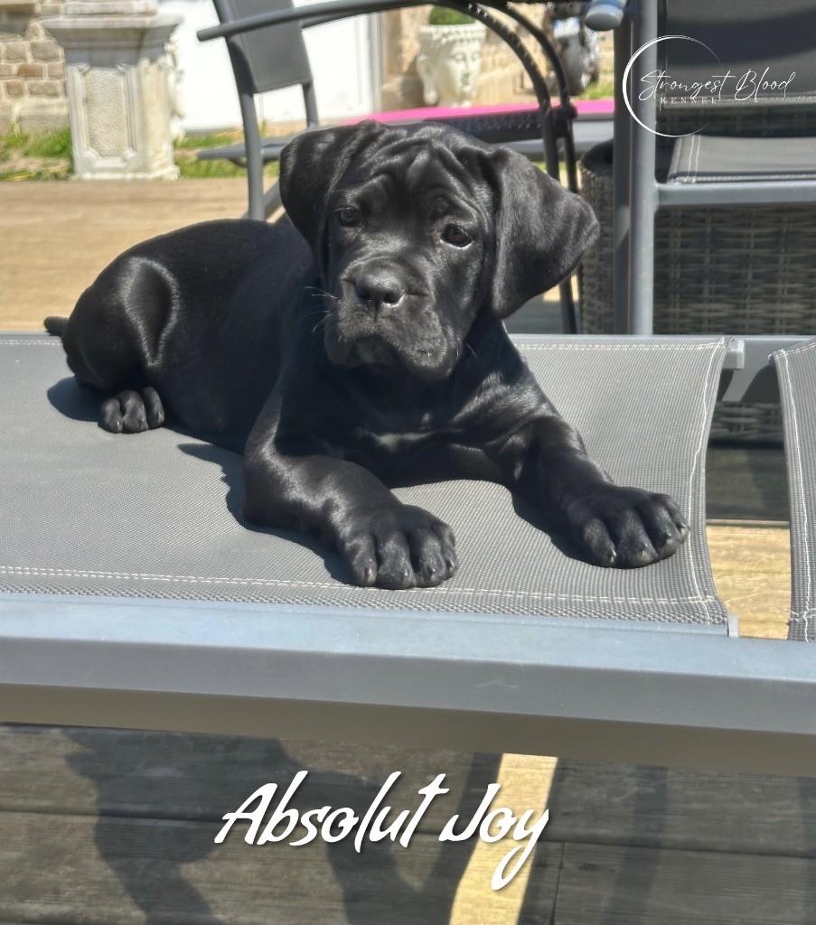 Strongest Blood - Chiots disponibles - Cane Corso