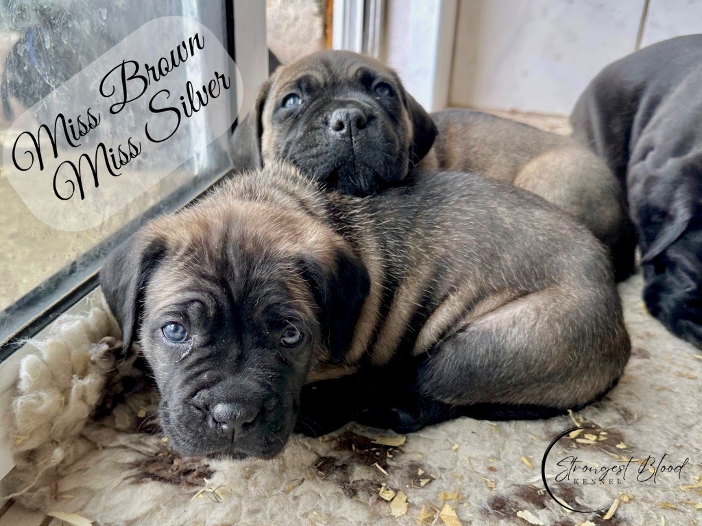 Strongest Blood - Chiots disponibles - Cane Corso